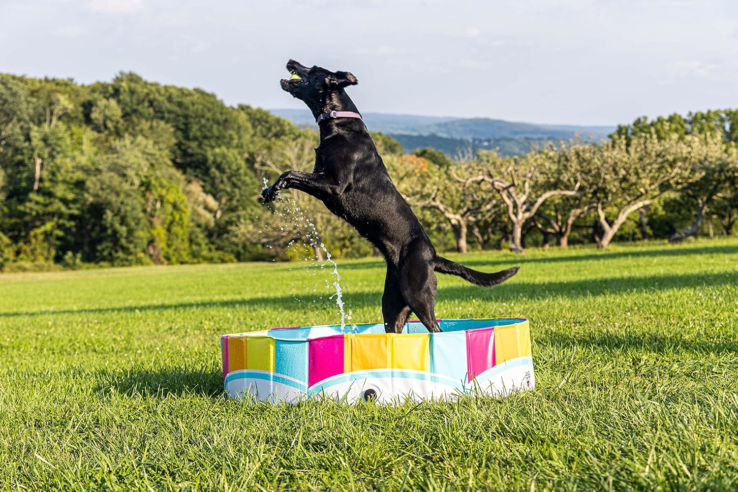 Dog jumping into a colorful inflatable pool on a grassy field with trees in the background at Pet Servo