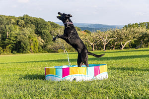 Dog jumping into a colorful inflatable pool on a grassy field with trees in the background at Pet Servo