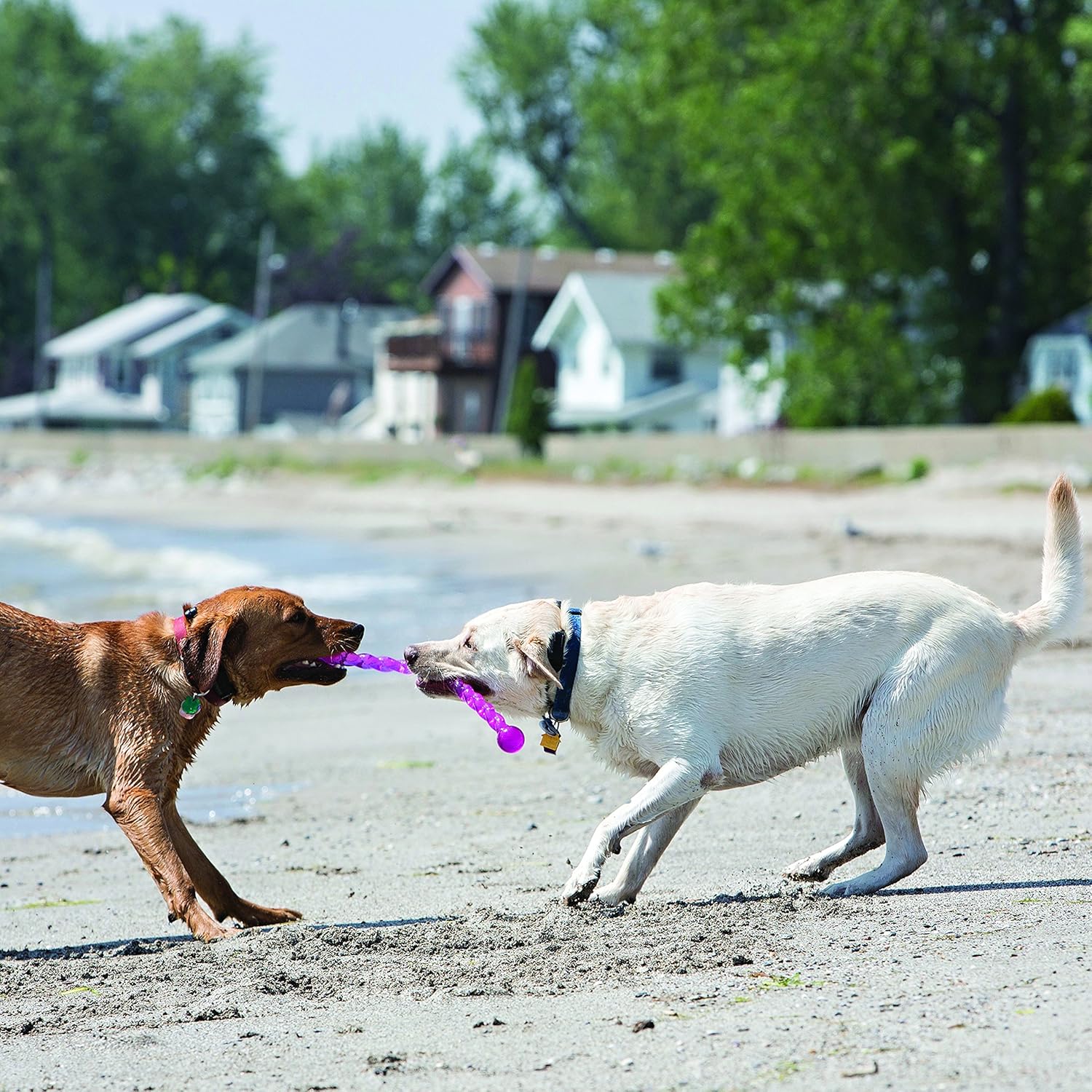 Two dogs playing with a purple toy on a sandy beach at Pet Servo