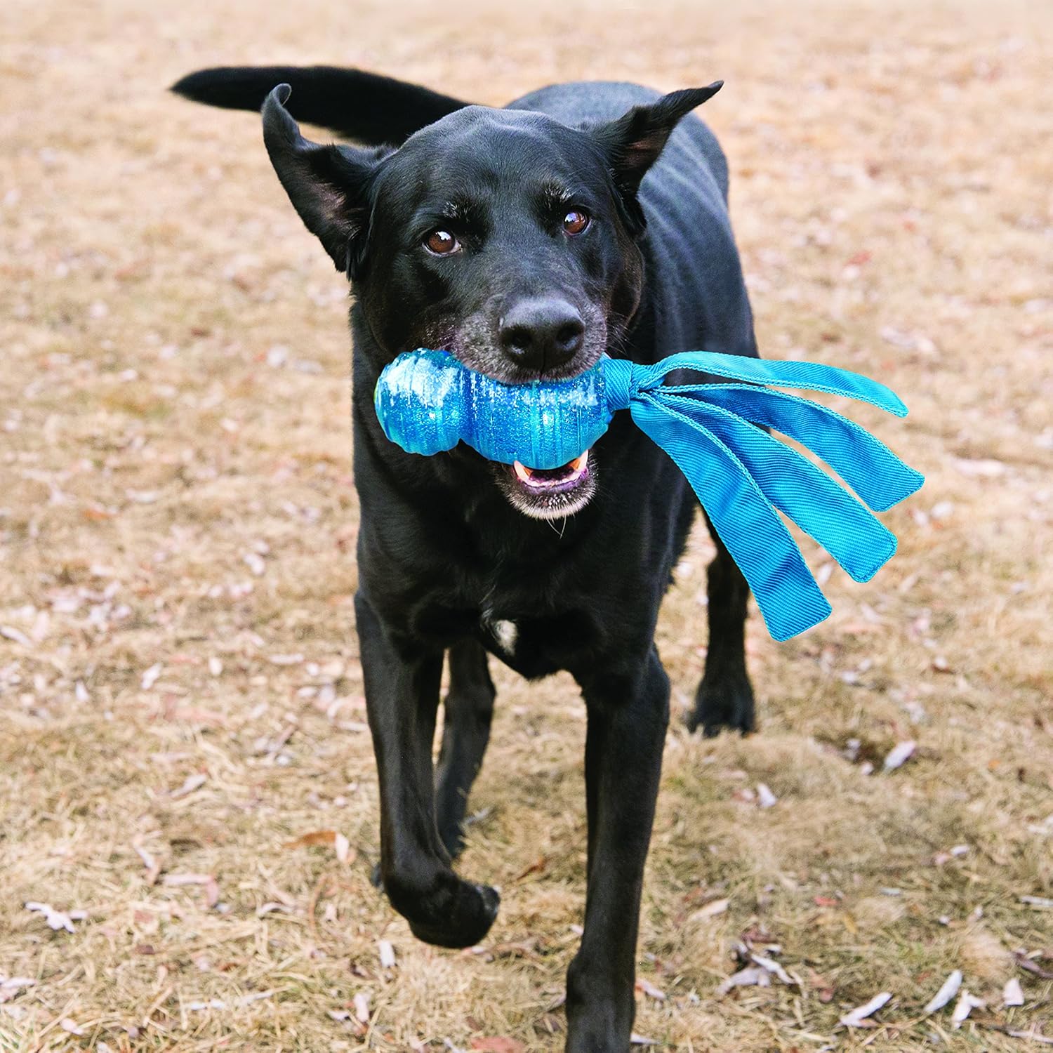 Black dog running with a blue toy in its mouth on a grassy field at Pet Servo