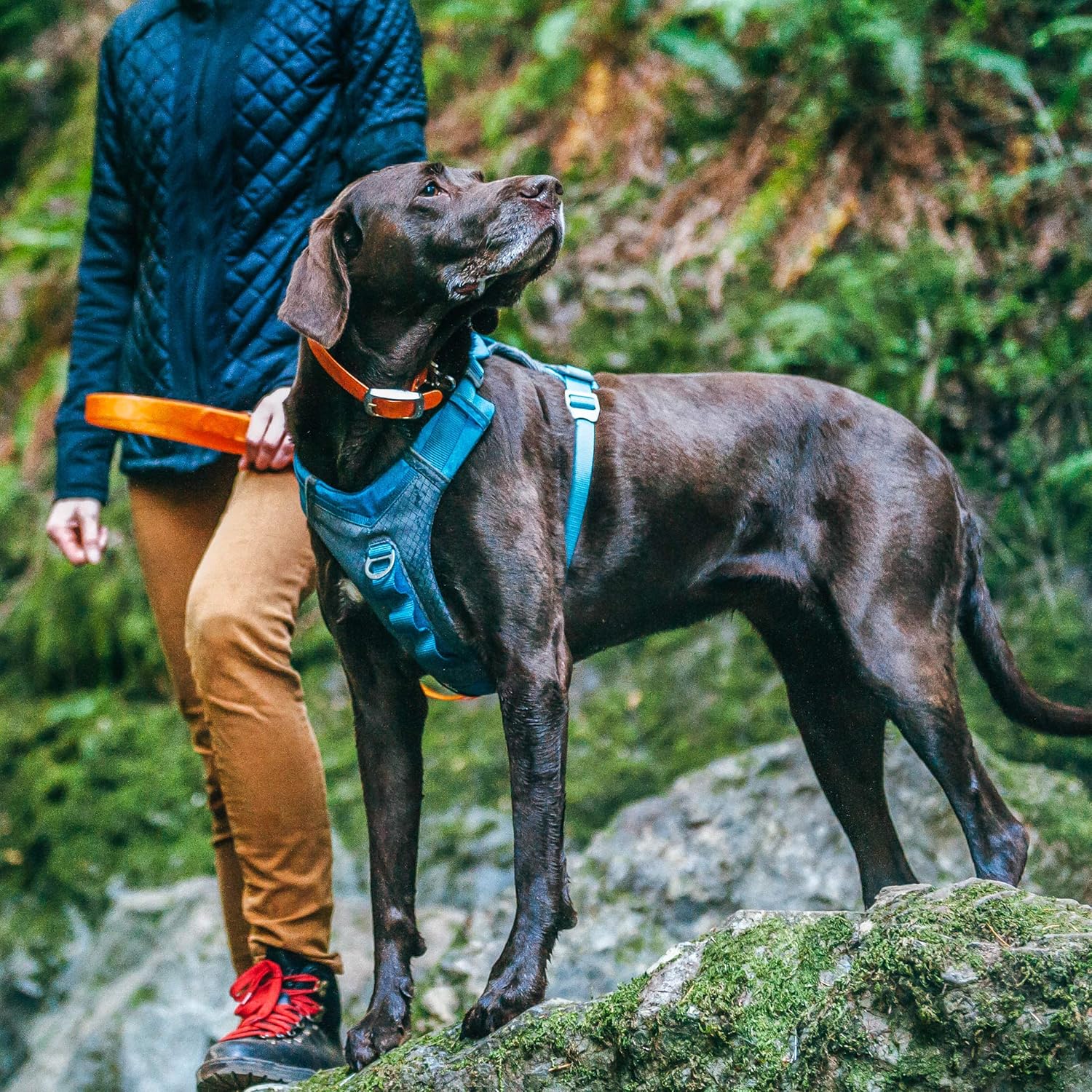 Dog on a leash with a person in a blue jacket and brown pants standing on a rocky trail at Pet Servo