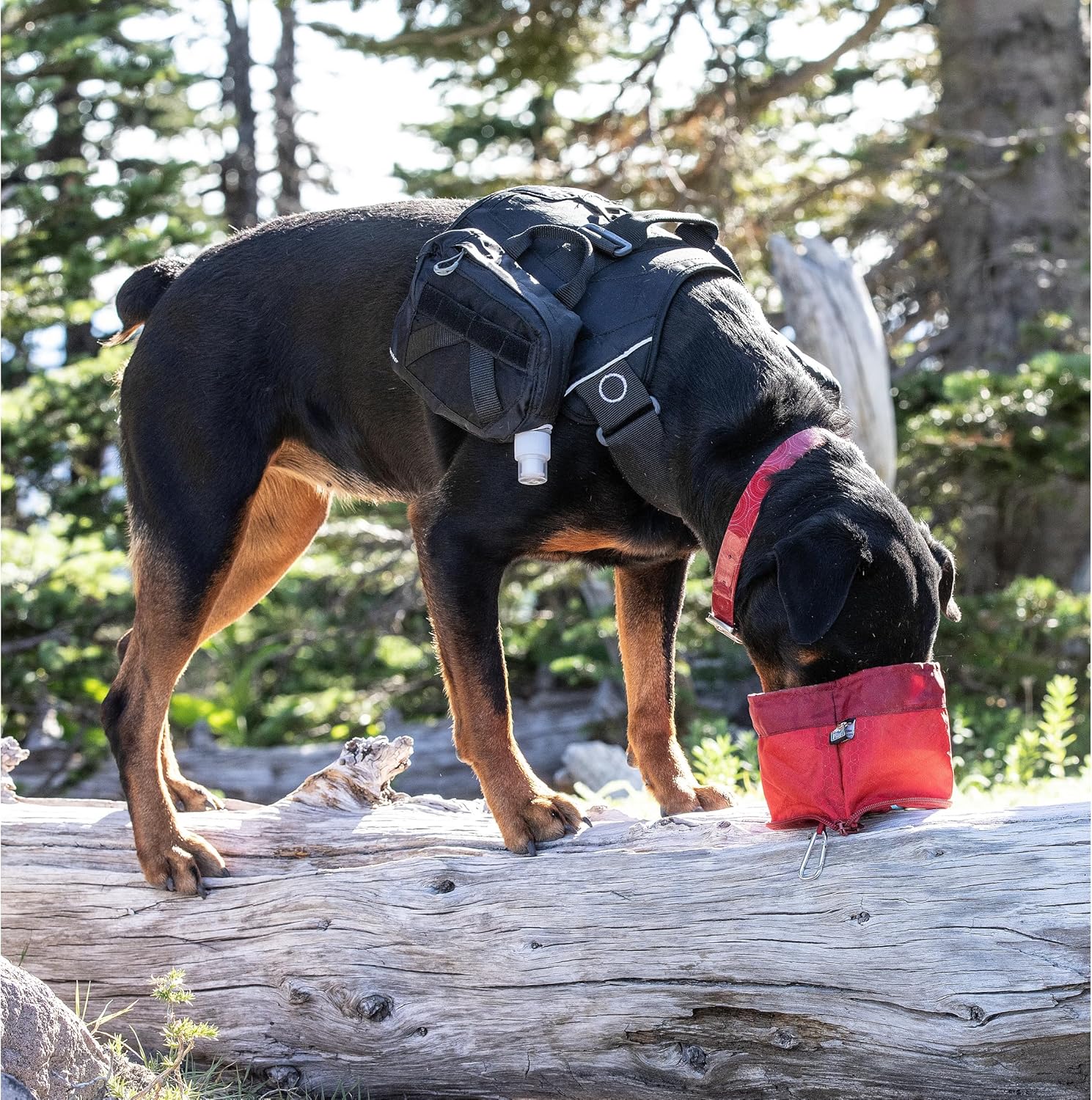 Dog with a backpack and red pouch on a log in a forest setting at Pet Servo