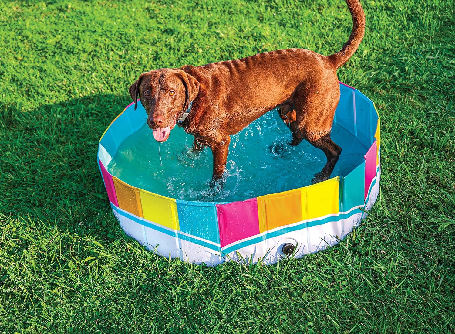 Dog playing in a colorful inflatable pool on grass at Pet Servo