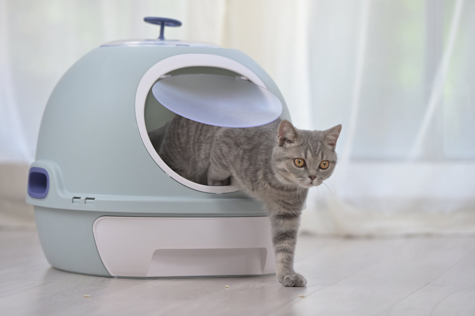 Cat standing next to a modern litter box on a light-colored floor at Pet Servo