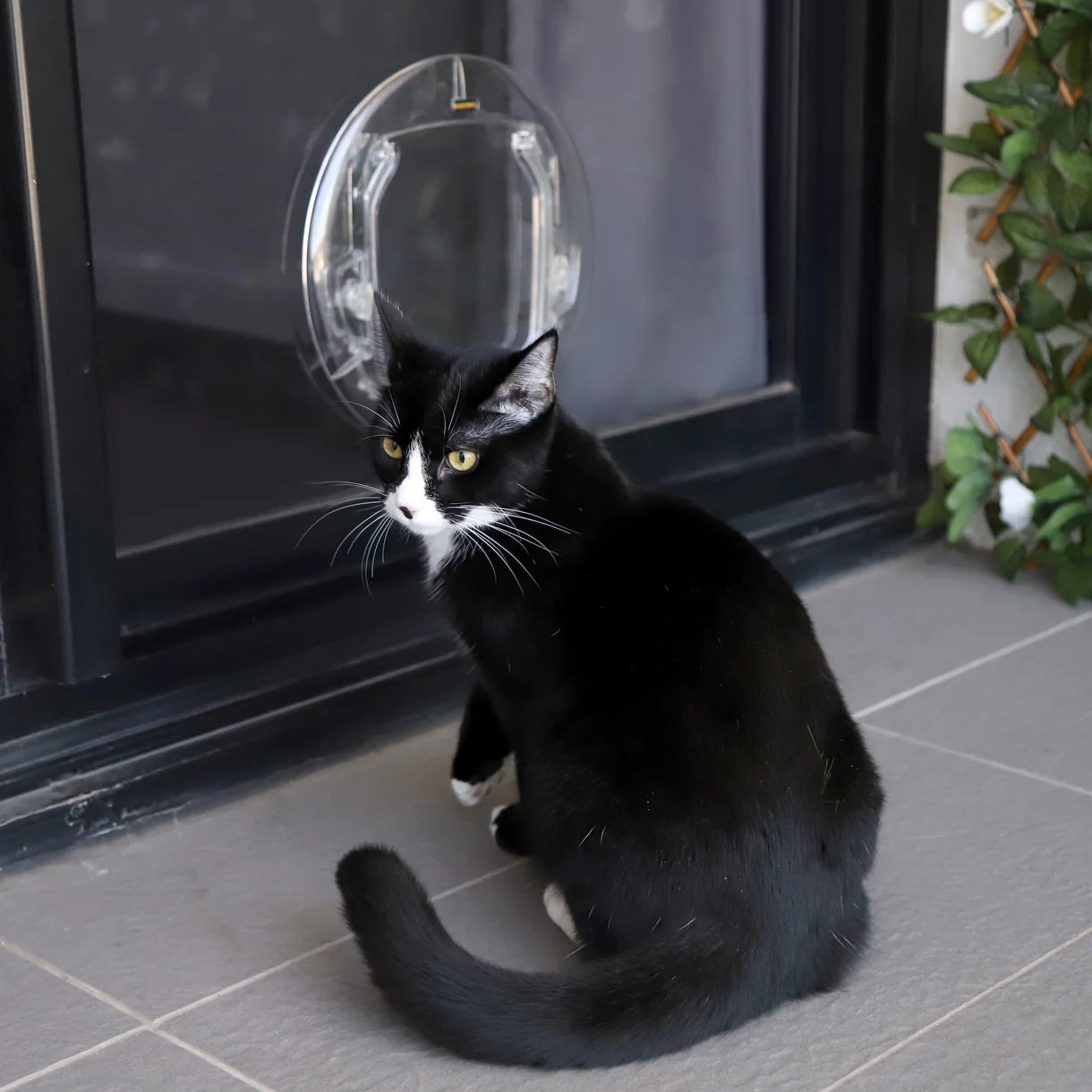 Black and white cat wearing a transparent plastic hoop around its neck on a tiled floor.