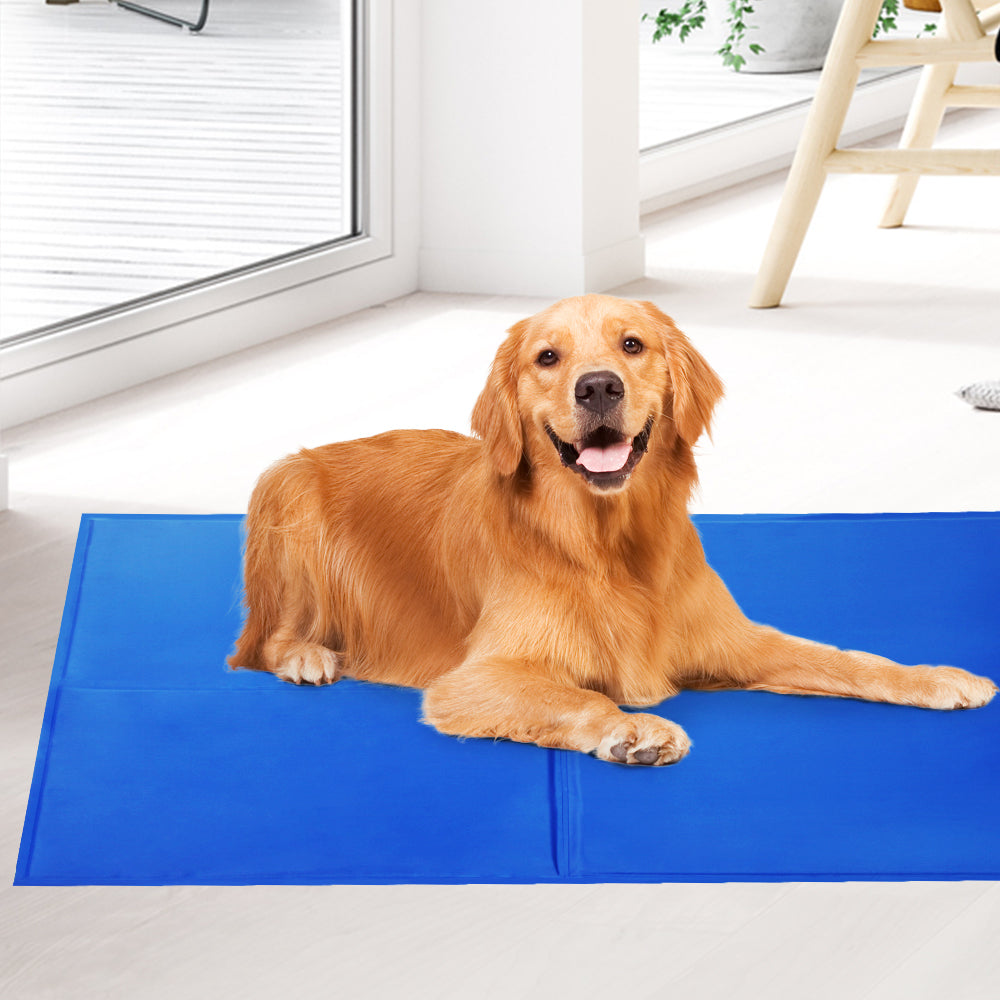 Dog lying on a blue mat indoors at Pet Servo