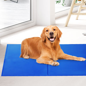 Dog lying on a blue mat indoors at Pet Servo