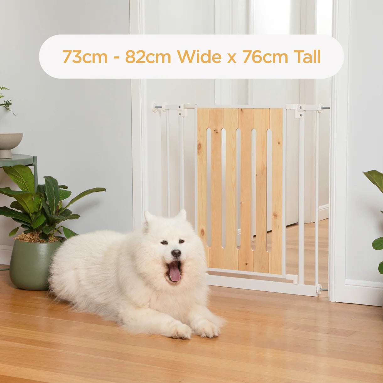 White dog sitting in front of a wooden pet gate with dimensions displayed.