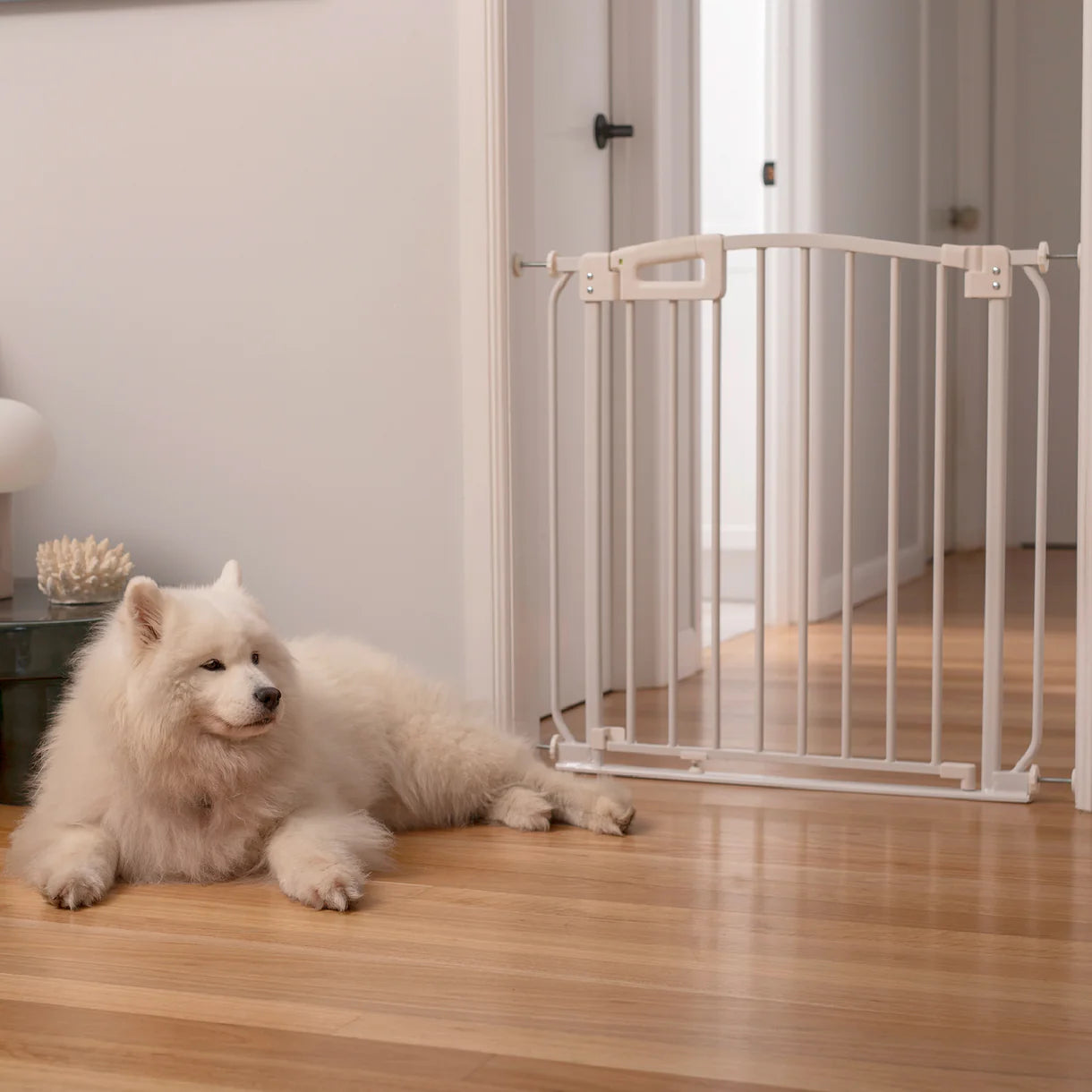 White dog lying on a wooden floor next to a white pet gate.