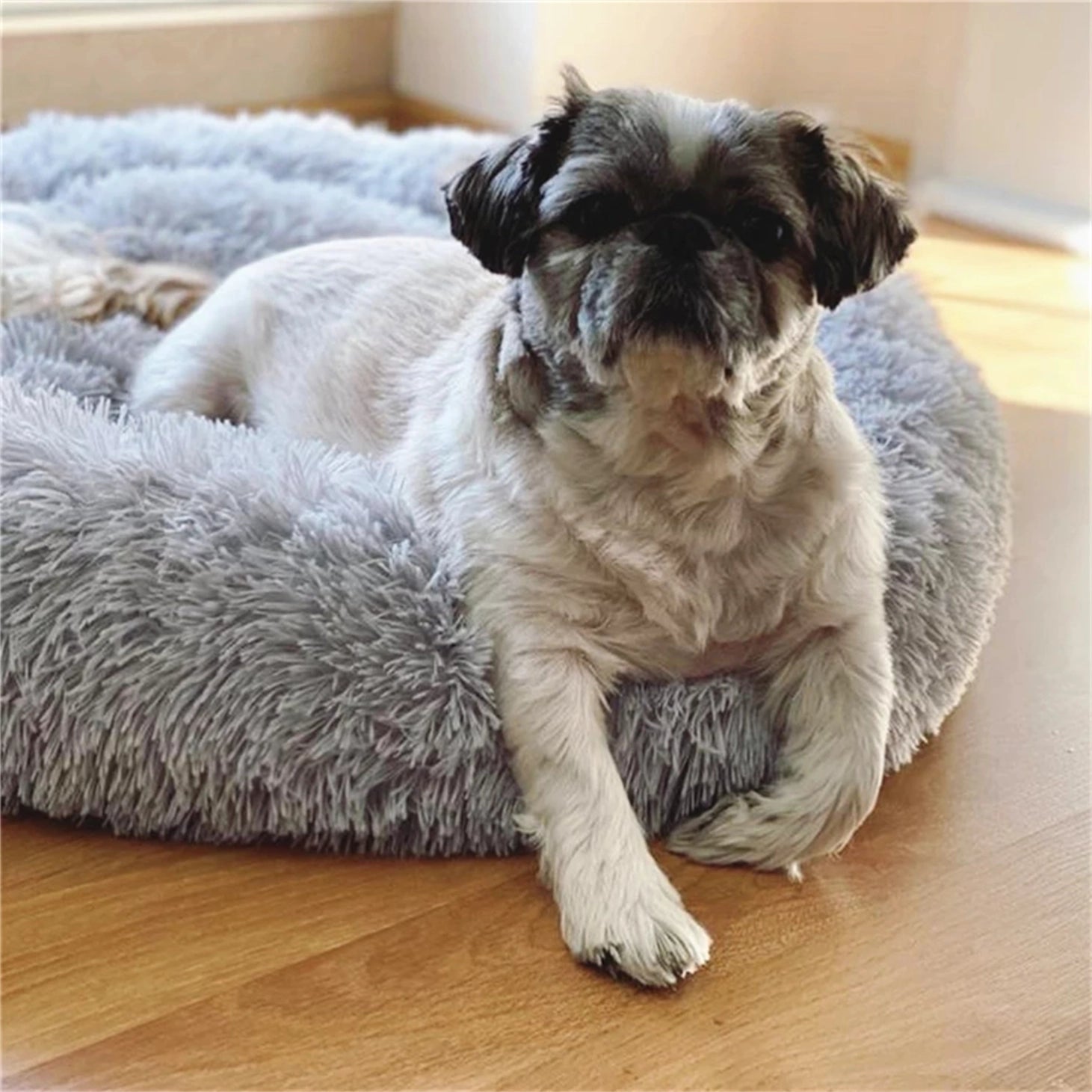 Dog lying on a fluffy gray pet bed indoors at Pet Servo