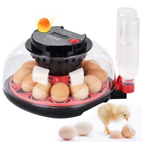 Egg incubator with eggs and a chick on a white background at Pet Servo