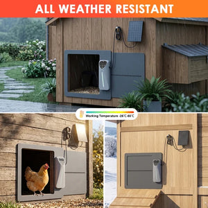 An outdoor collage showing a weather-resistant chicken coop door system installed on wooden coop walls. The top panel shows the door open in rain with a chicken coop background, a solar panel and charging cable visible, and the text 'ALL WEATHER RESISTANT' at the top at Pet Servo