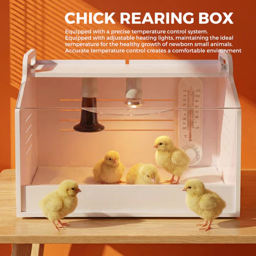 Chick rearing box with chicks inside on a wooden surface at Pet Servo
